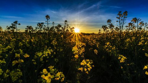 field of rapeseeds sunset sunrise