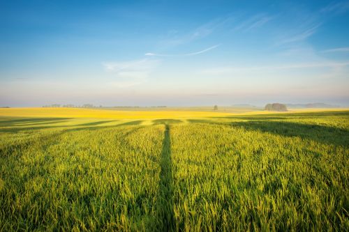 field of rapeseeds spring rape blossom