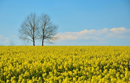 field of rapeseeds oilseed rape field