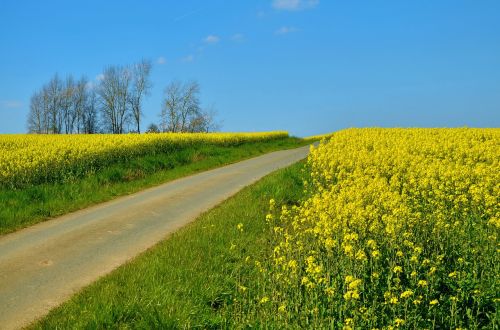 field of rapeseeds oilseed rape away