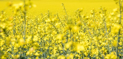 field of rapeseeds  oilseed rape  rape blossom