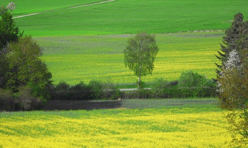 field of rapeseeds  field  agriculture