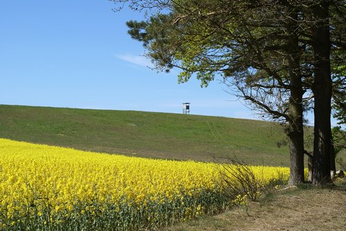 field of rapeseeds  in the  landscape