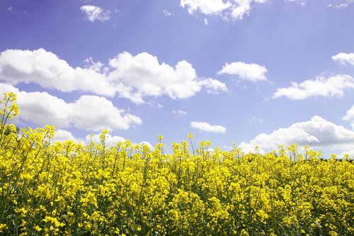 field of rapeseeds  oilseed rape  landscape