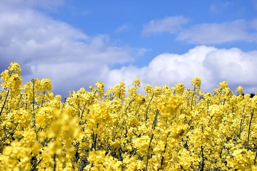 field of rapeseeds  sky  clouds