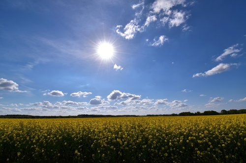 field of rapeseeds  sky  sun