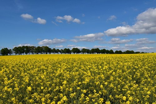 field of rapeseeds  oilseed rape  sky