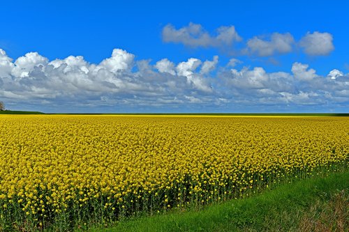 field of rapeseeds  yellow  sky