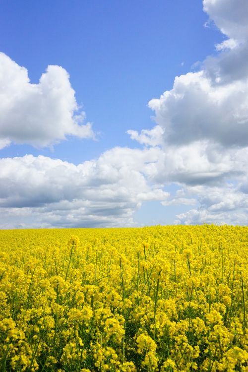 field of rapeseeds sky clouds