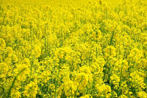 field of rapeseeds oilseed rape blütenmeer