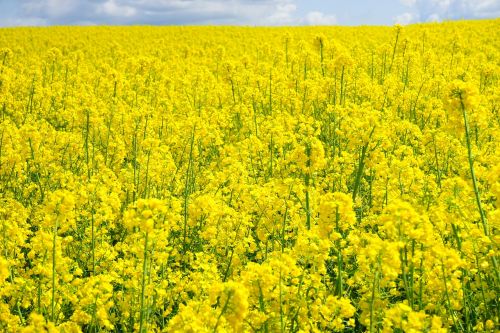 field of rapeseeds sky clouds