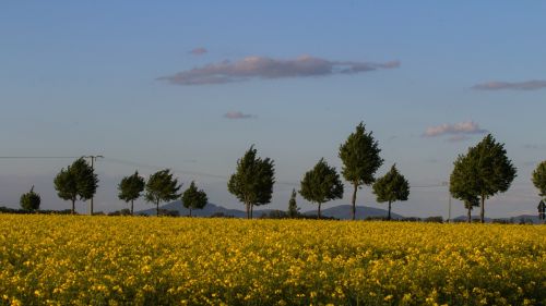 field of rapeseeds landscape clouds