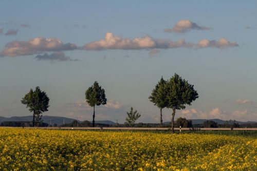 field of rapeseeds landscape clouds