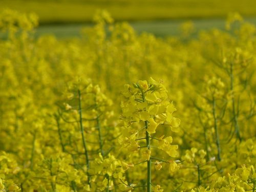 field of rapeseeds yellow bright