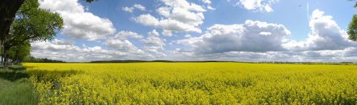 field of rapeseeds spring panorama