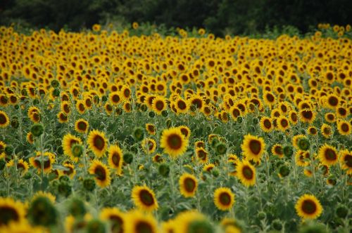 field of sunflowers sunflower plant