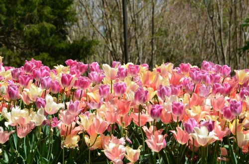 field of tulips flowers spring