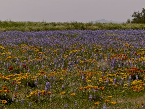 Field Of Wildflowers