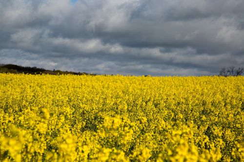 Field Of Yellow Canola