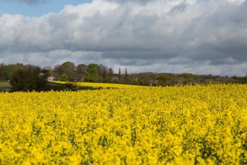 Field Of Yellow Canola