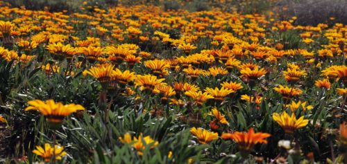 Field Of Yellow Flowers