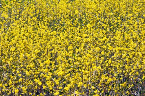 Field Of Yellow Flowers Background