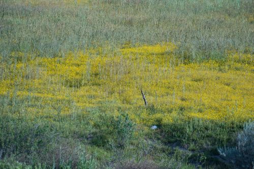 Field Of Yellow Mustard