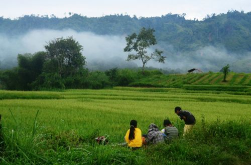 field rice kids mountains
