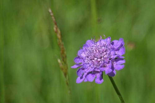 field scabious plant purple