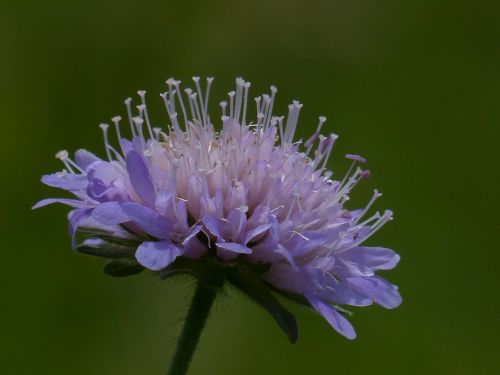 field scabious blossom bloom