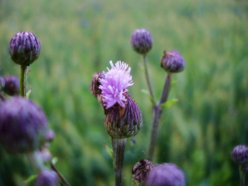 field thistle prickly acker thistle