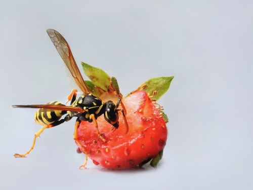 field wasp wasp hymenoptera