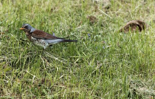 fieldfare bird park