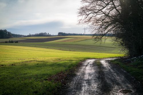 fields forest path away