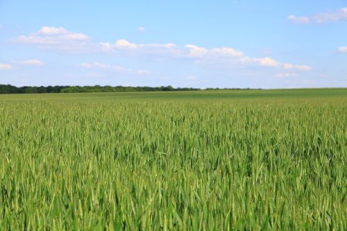 fields wheat cornfield