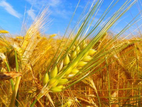 fields nature wheat