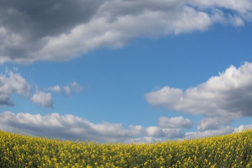 fields mustard sky