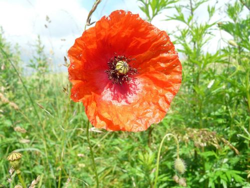 poppy fields flowers