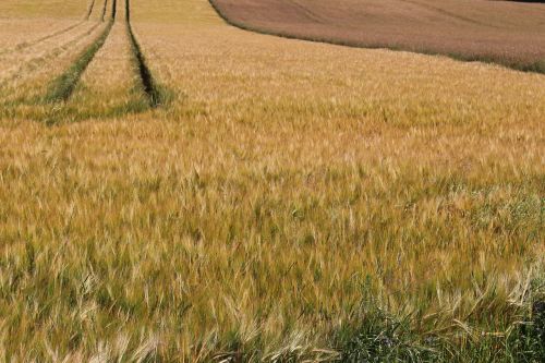 fields edge of field barley