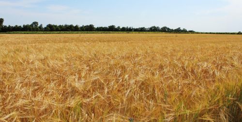 fields wheat wheat fields
