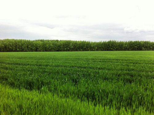 fields landscape summer