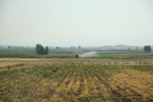 fields watering green