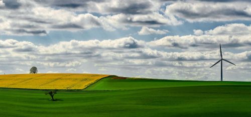 fields oilseed rape yellow