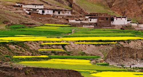 fields culture tibet