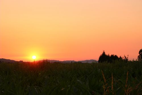 fields sunset sky