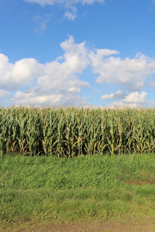 fields corn field