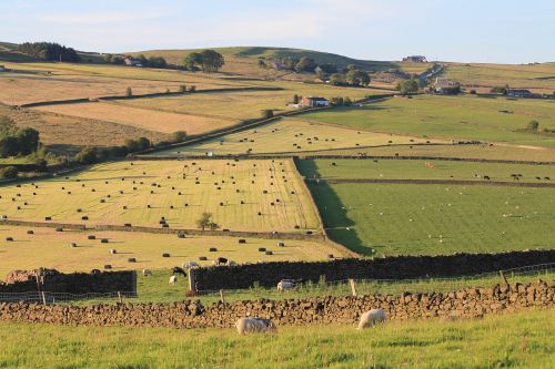 fields harvest sheep