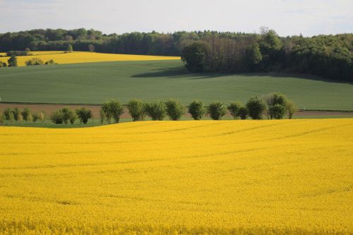 fields rapeseed yellow