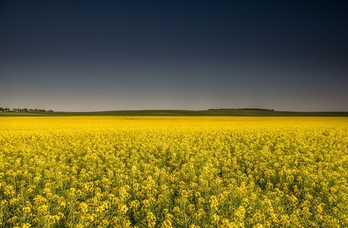 fields  rapeseed  yellow