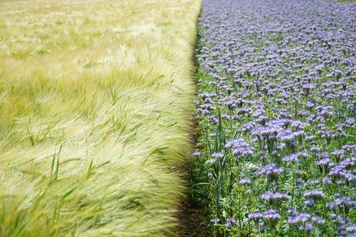 fields  wheat  flower